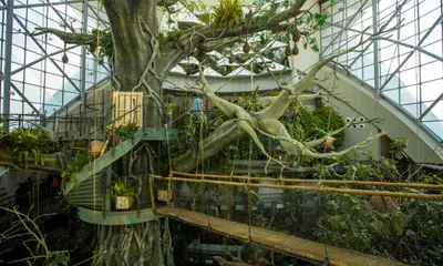 The Green Planet, City Walk